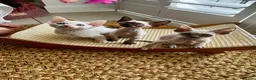 Devon Rex cats for sale: Exceptional FIFe Devon Rex Kittens 2 left only  - Advert 7