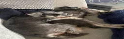 Miniature Schnauzer dogs for sale: 2 Beautiful KC Reg miniature schnauzer litters.  - Advert 8