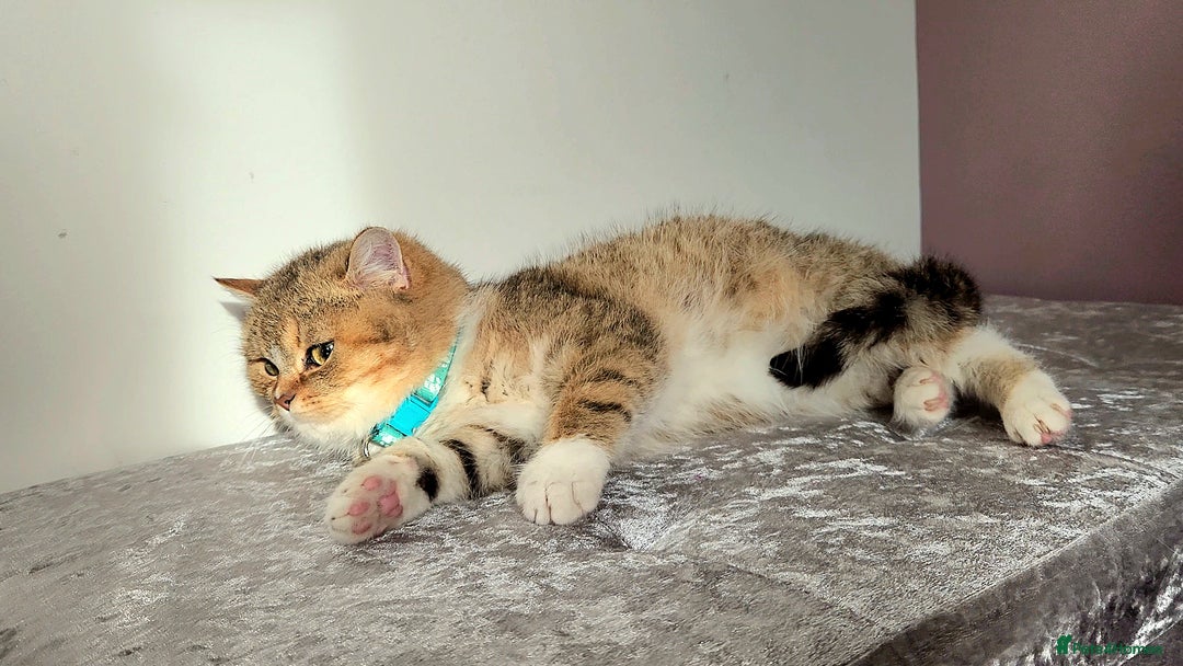 British Shorthair cats for sale: 🏆 Pedigree Silver British Shorthair Kittens 🏆 - Advert 18