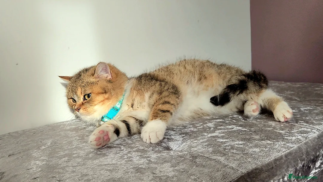 British Shorthair cats for sale: 🏆 Pedigree Silver British Shorthair Kittens 🏆 - Advert 23