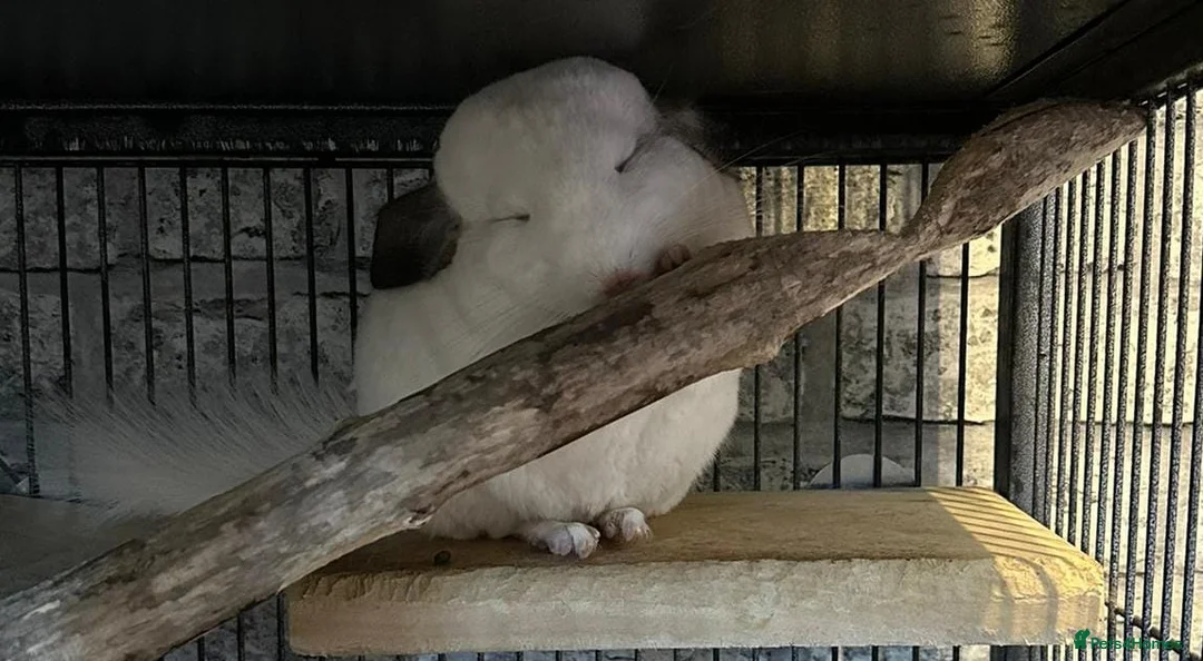Chinchilla rodents for sale: 2 female chinchillas - Advert 4