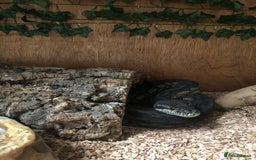 Python Snake reptiles for sale: Carpet python  - Advert 6