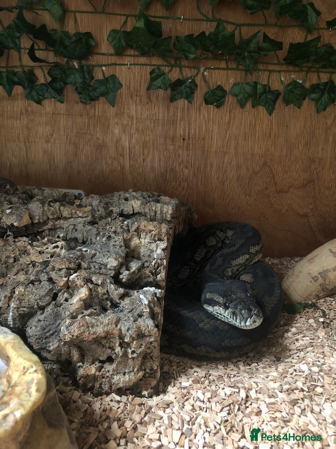 Python Snake reptiles for sale: Carpet python  - Advert 6