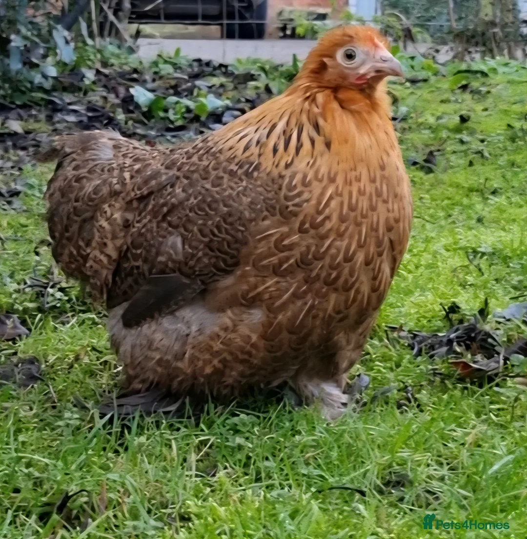 Chickens poultry for sale: 3 Bantams for sale in Shrewsbury - Advert 3