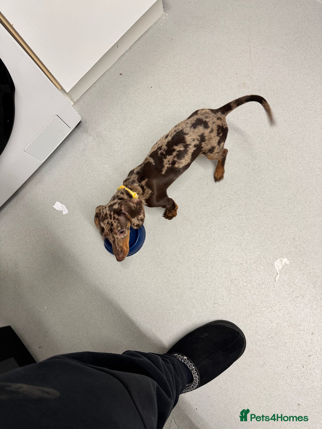 Miniature Dachshund dogs for sale: Maple and Poppy miniature Dachshund  - Advert 6