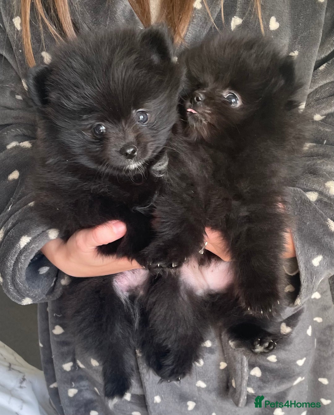 Pomeranian dogs for sale: Two Beautiful Pomeranian Boys for sale - Image 2