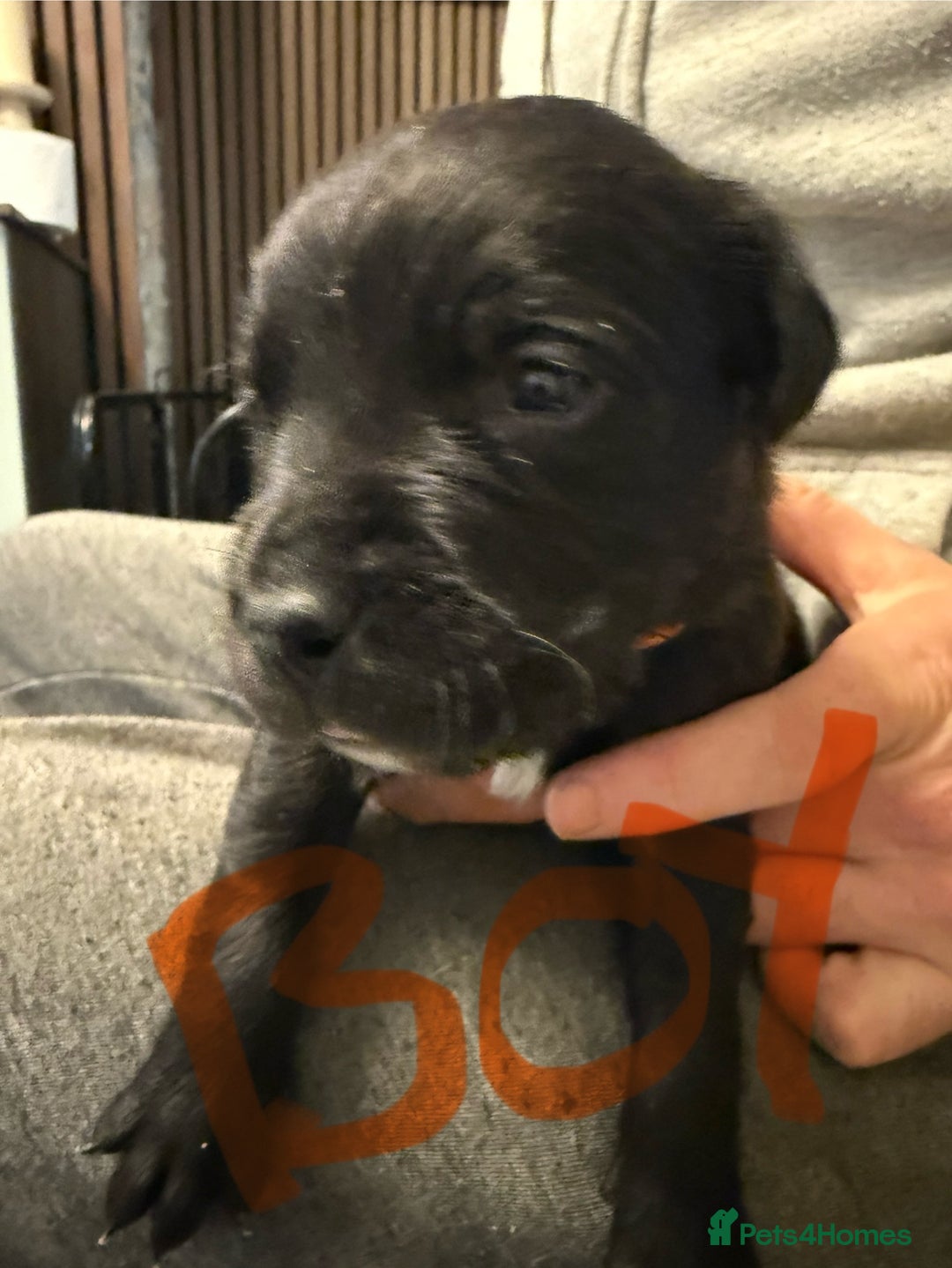 Mixed Breed dogs for sale: Mastador pups - Image 22
