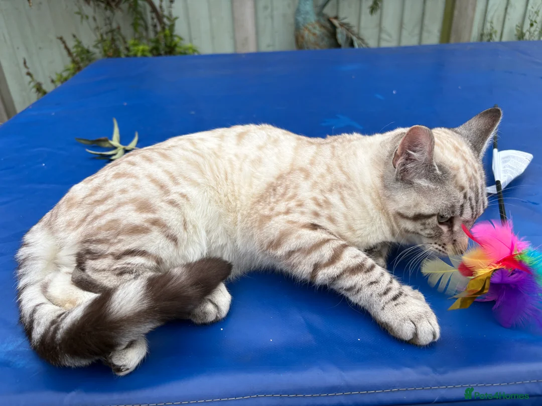 Savannah cats for sale: Breath taking wild looking girl  - Advert 15