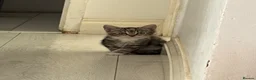 Asian cats for sale: Playful and beautiful Asian tabby kittens - Advert 4