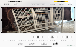 Conures birds for sale: Conure for sale  - Image 2