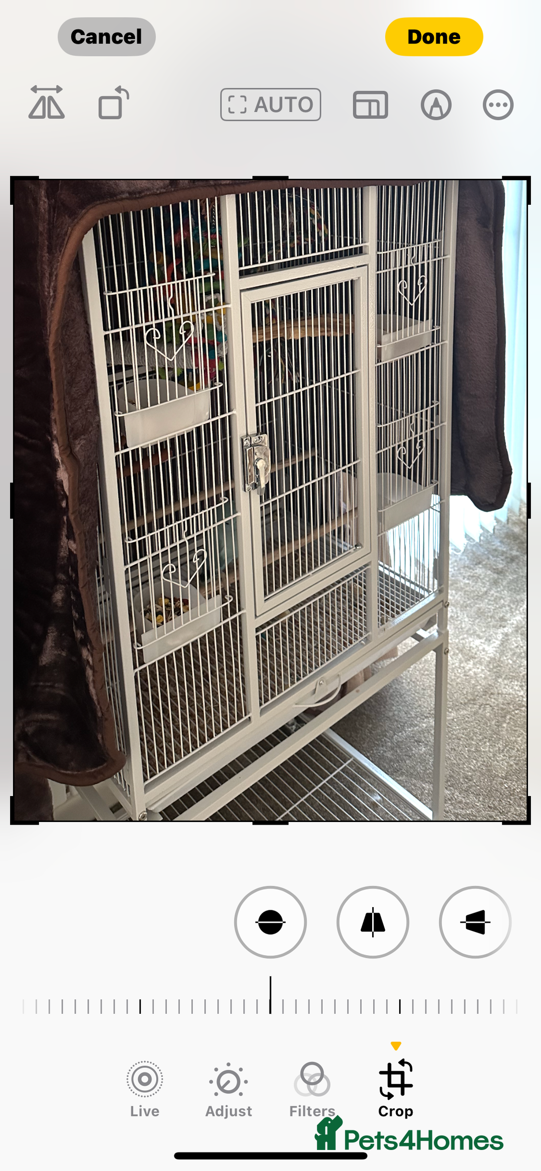 Conures birds for sale: Conure for sale  - Image 2