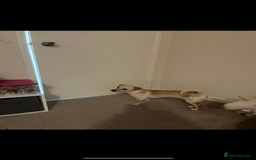 Mixed Breed dogs for sale: 1 year old jack russell/pug/dachshund - Image 4