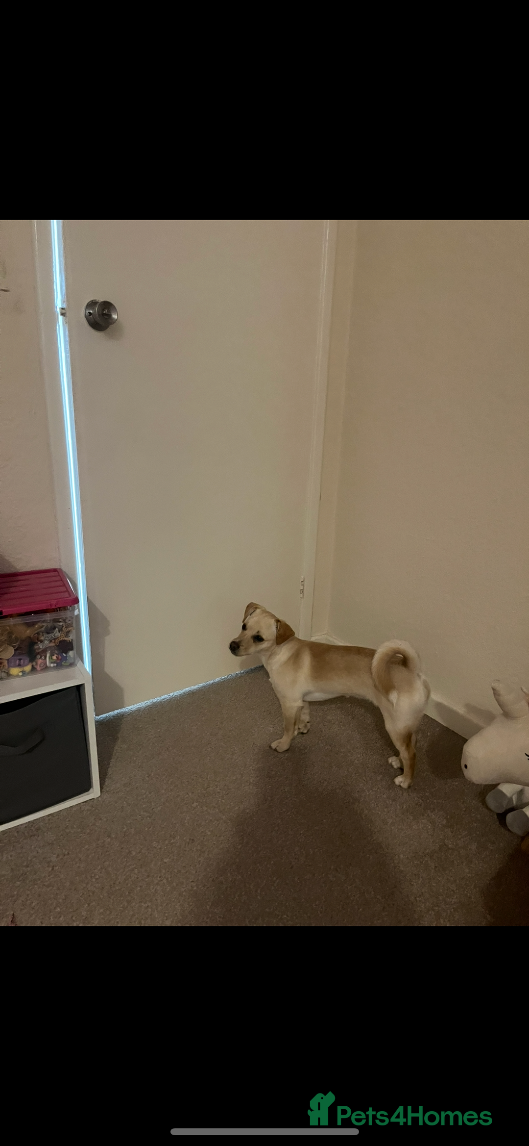 Mixed Breed dogs for sale: 1 year old jack russell/pug/dachshund - Image 4