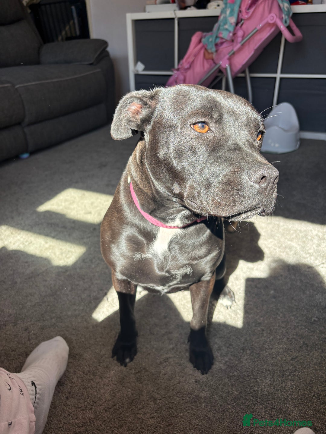 Staffordshire Bull Terrier dogs for sale: Staffy girl nearly 2 years old  - Image 5