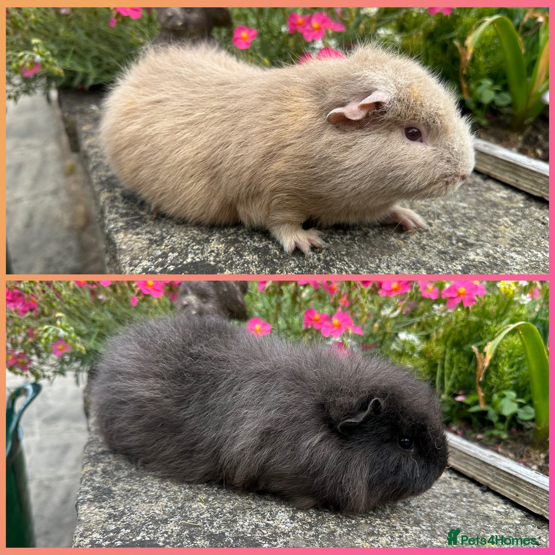 Guinea Pig rodents Beautiful Swiss sows (female)  - Advert 1