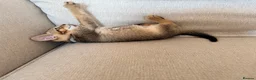 Mixed Breed cats for sale: Handsome Abyssinian Mix Boy | Home Raised - Advert 9