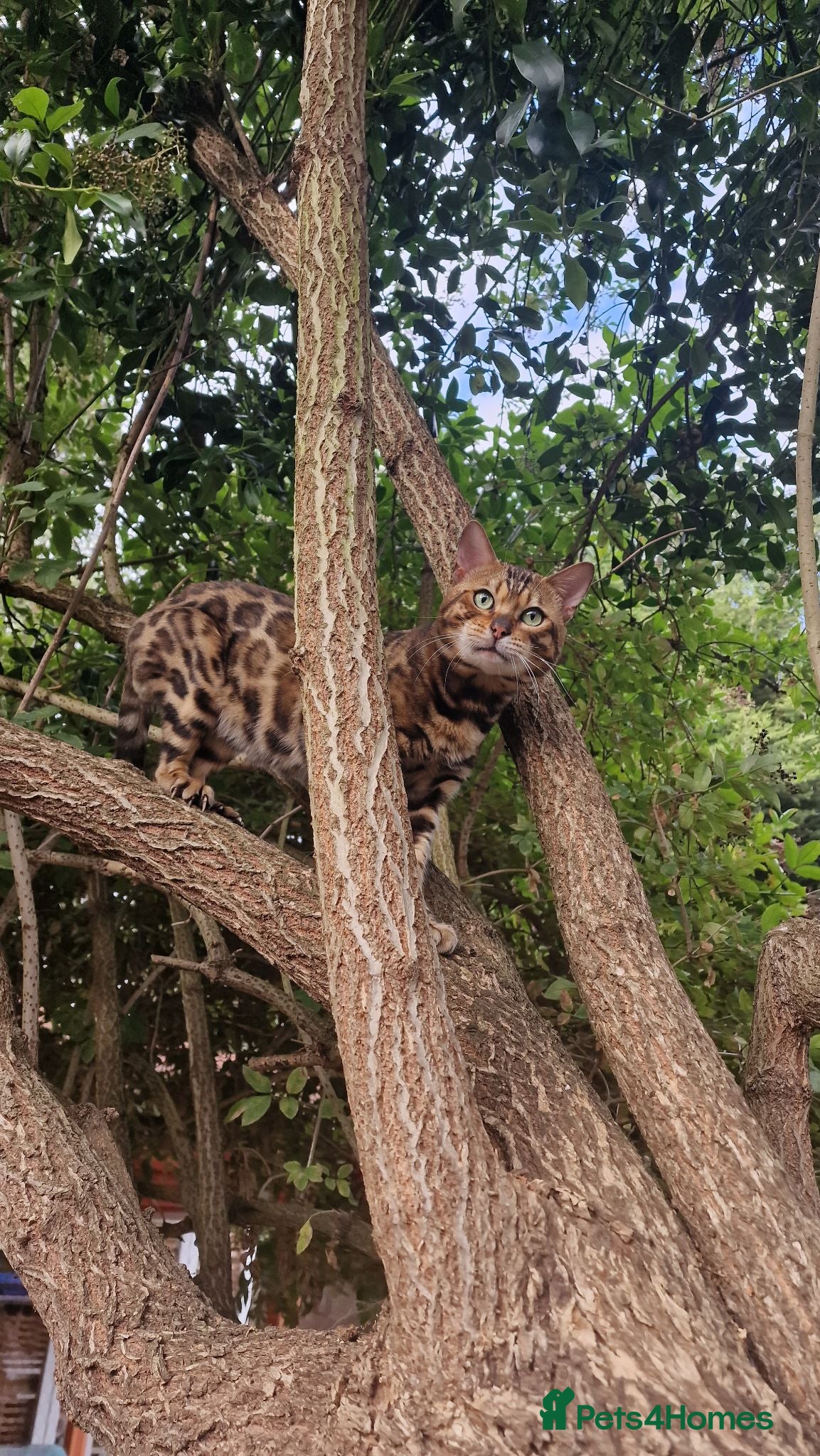 Bengal cats Bengal cat for stud, Fabio. - Advert 6
