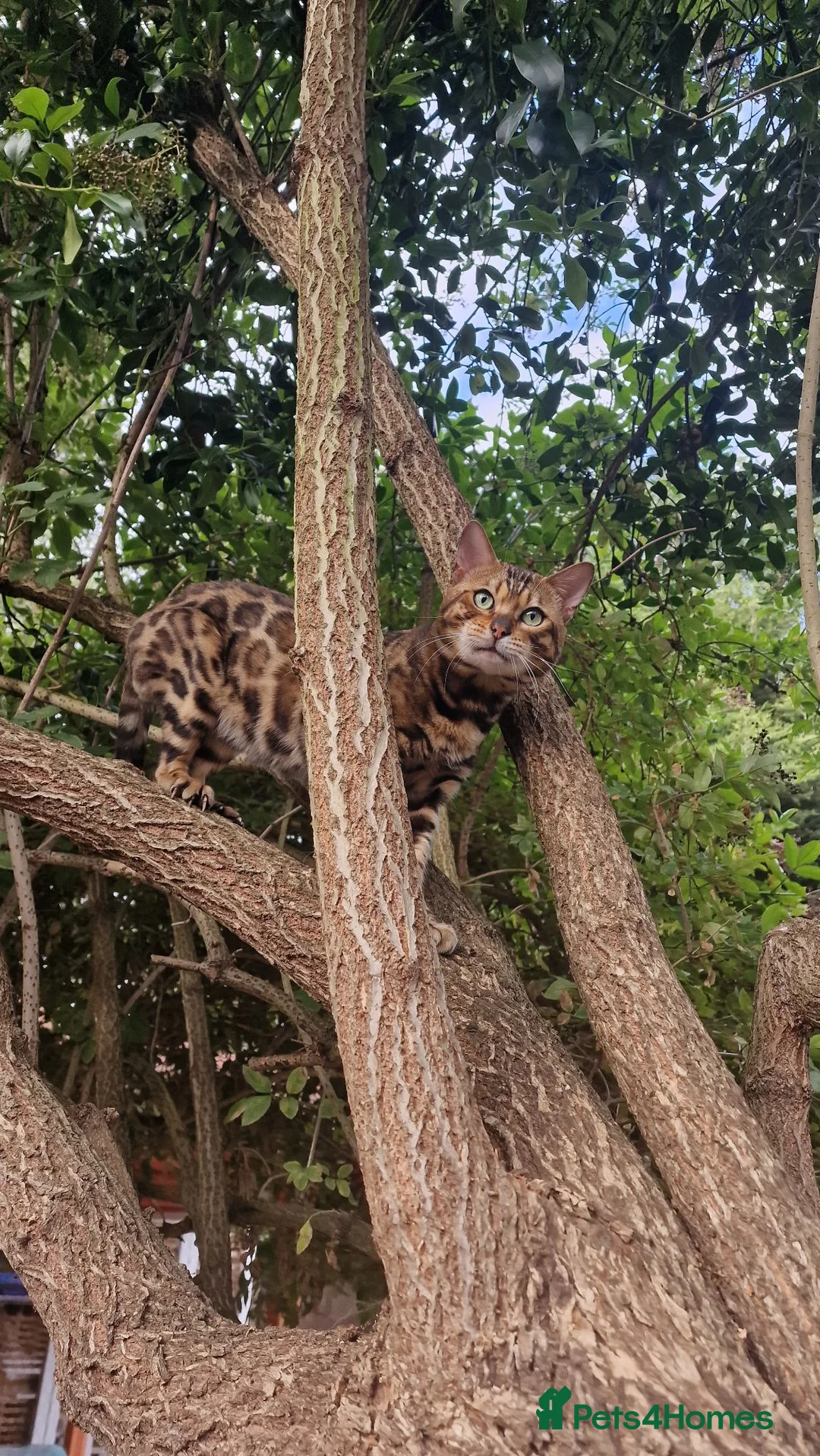 Bengal cats for stud: Bengal cat for stud, Fabio. - Advert 1