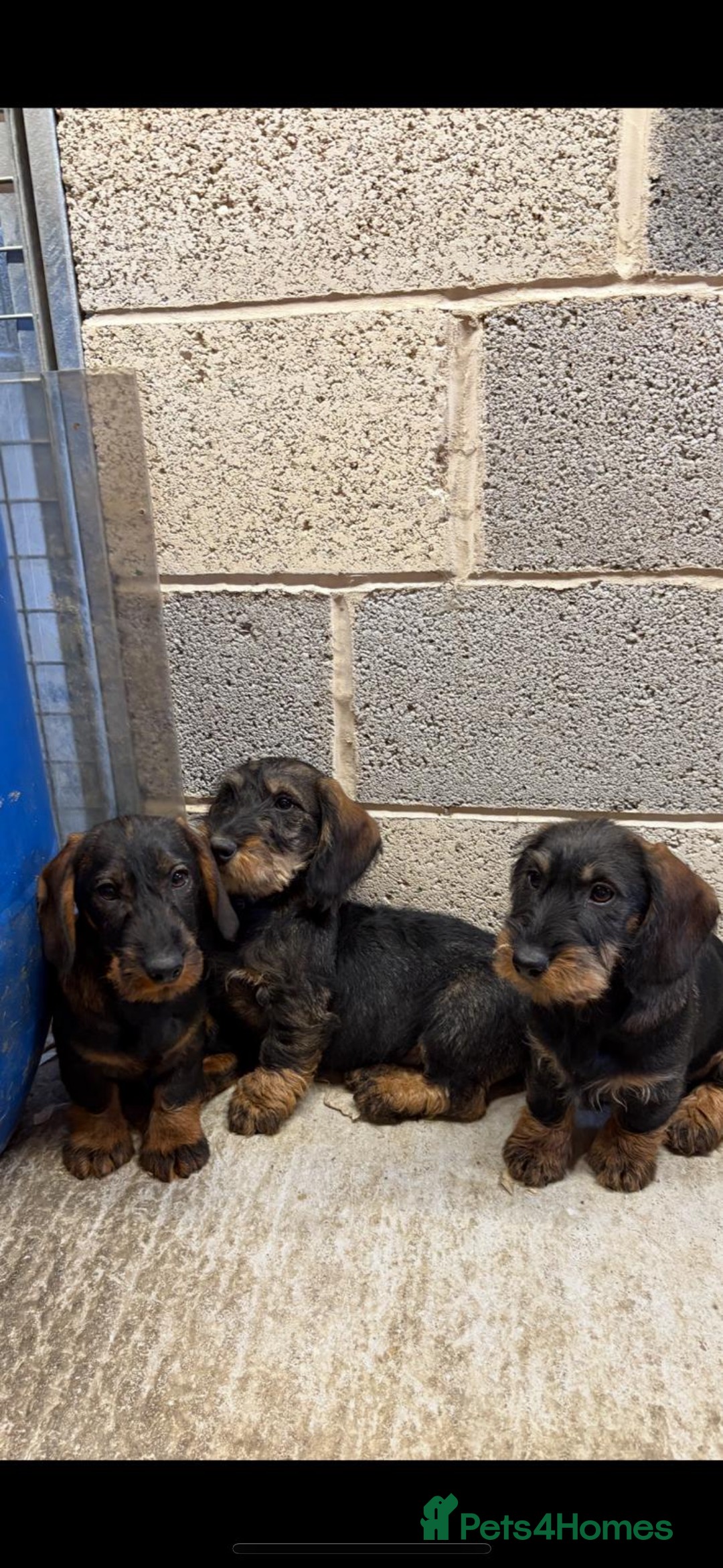 Dachshund dogs for sale: Ready now standard Wirehair dachshund (teckel)  - Advert 2