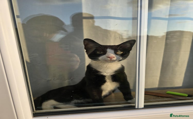 Domestic Shorthair cats - Advert 2
