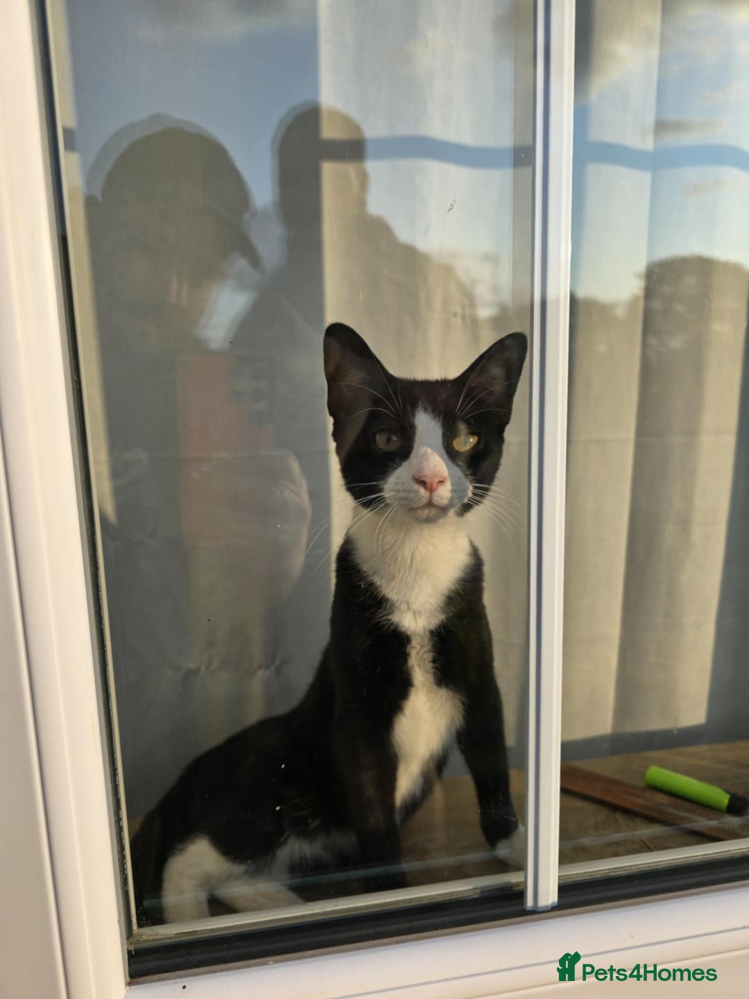 Domestic Shorthair cats for sale: 10 month old tuxedo cat - Image 1