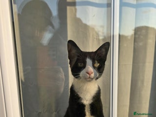 Domestic Shorthair cats - Advert 10