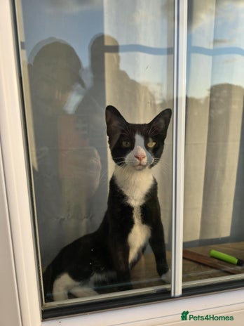 Domestic Shorthair cats - Advert 15