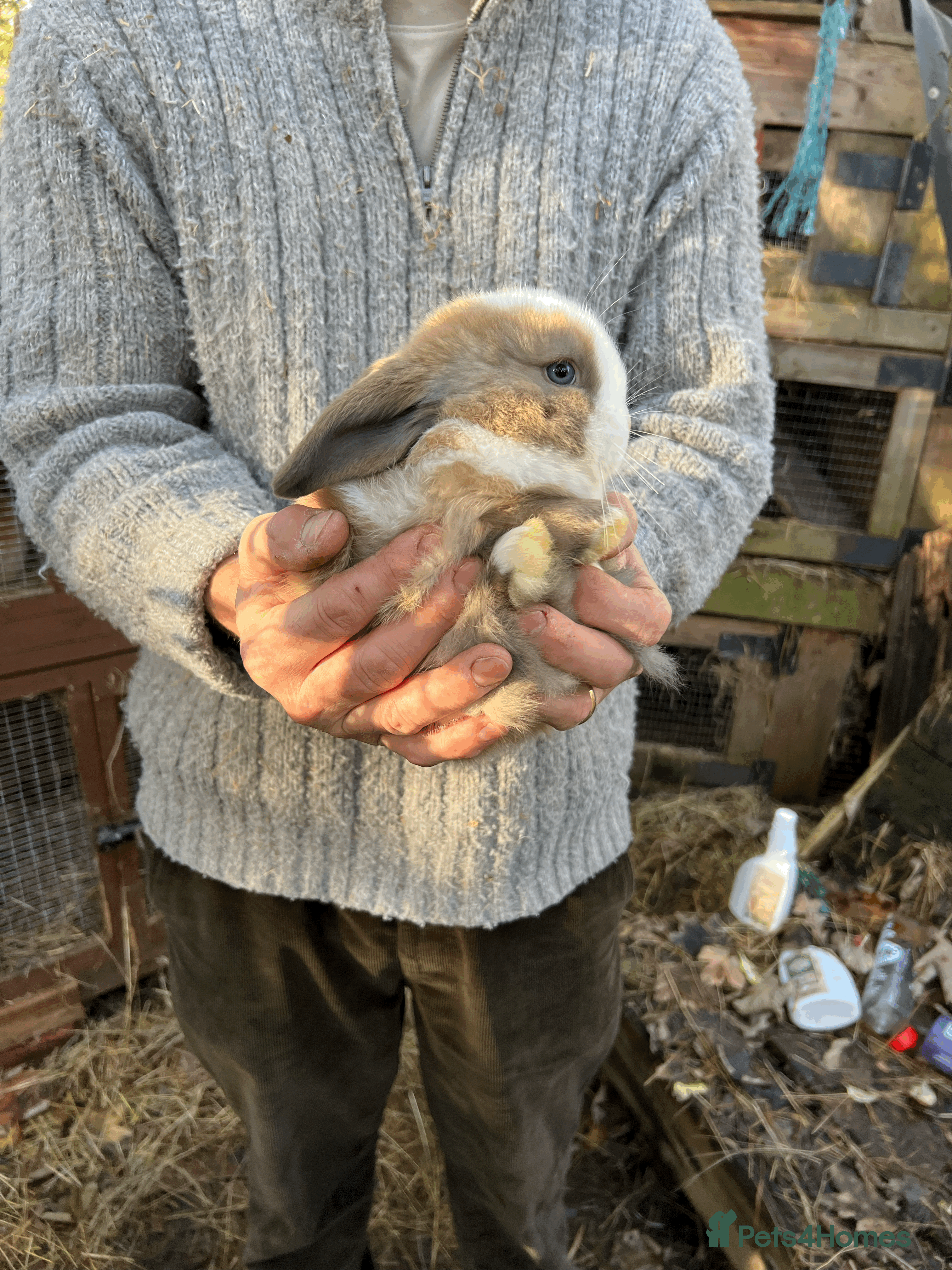 Mini Lop rabbits 100% Pure Family Bred Friendly Mini Lop Bunnies - Advert 12
