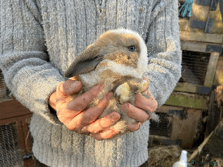 Mini Lop rabbits 100% Pure Family Bred Friendly Mini Lop Bunnies - Advert 2