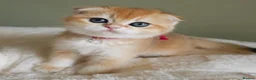 Scottish Fold cats for sale: ⭐️ Top Quality Scottish Fold Kittens ⭐️ - Advert 4