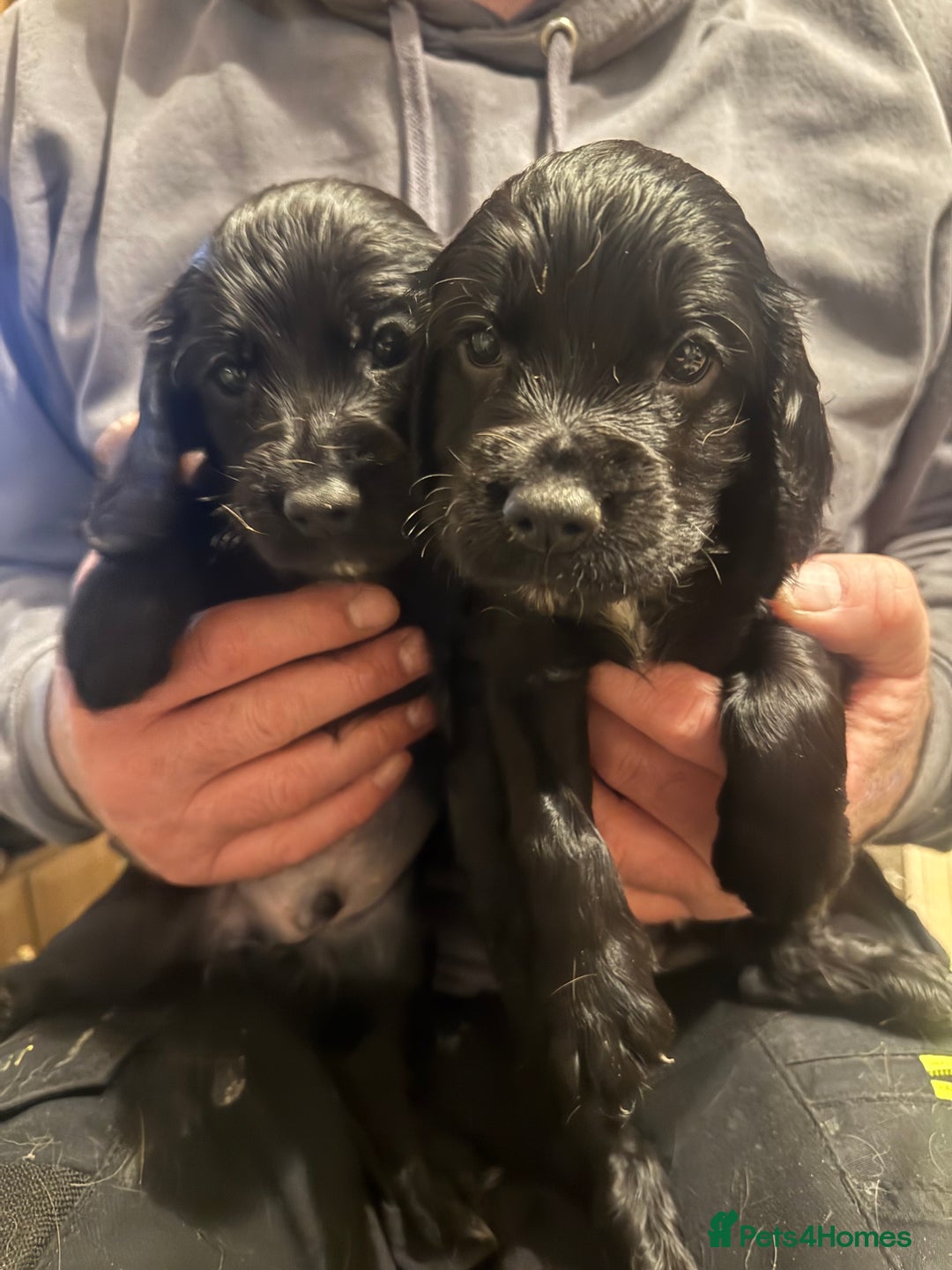 Cocker Spaniel dogs for sale: 2 black male working cocker spaniel puppies  - Advert 1