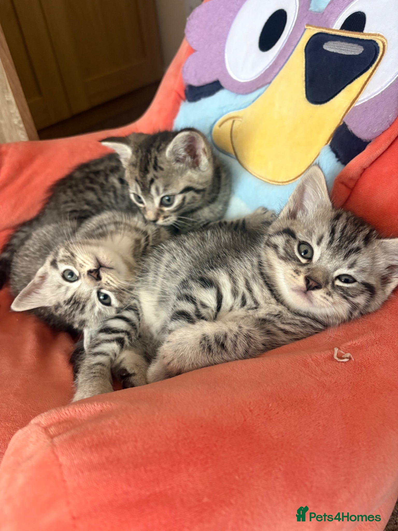 British Shorthair cats Silver Tabby BSH Cross Kittens – Ready Soon! - Advert 2