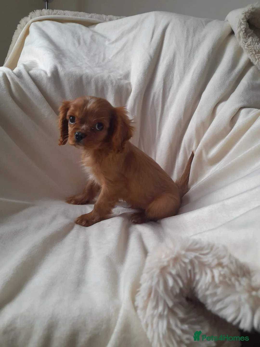 Cavalier King Charles Spaniel dogs for sale: King charles cavalier Pups - Advert 5