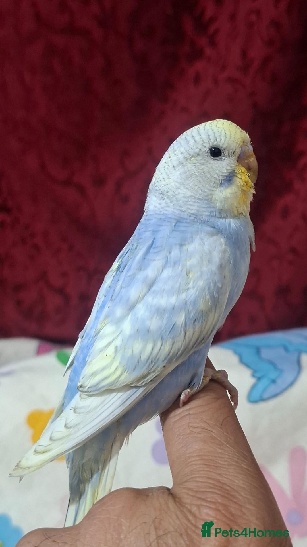 Budgerigars birds Budgies for sale Birmingham  - Advert 1