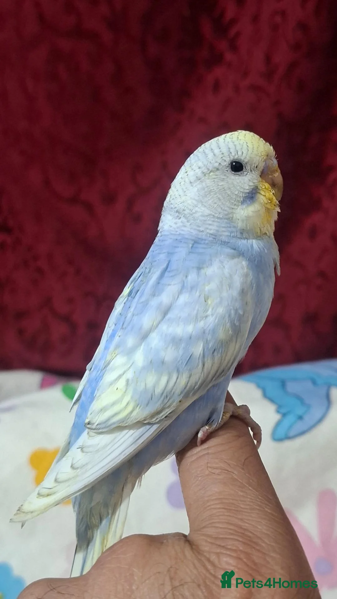 Budgerigars birds for sale: Budgies for sale Birmingham  - Advert 1