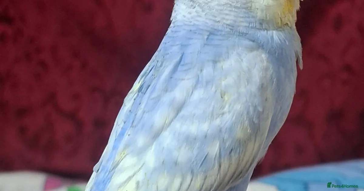 Budgerigars Birds for sale in West Midlands | Pets4Homes