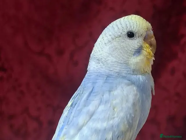 Budgerigars birds Budgies for sale Birmingham - Advert 1
