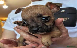 Mixed Breed dogs for sale: French Bulldog x Staffie Puppies - Rare colours - Image 7