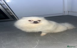 Pomeranian dogs for sale: Pomeranian  - Image 4