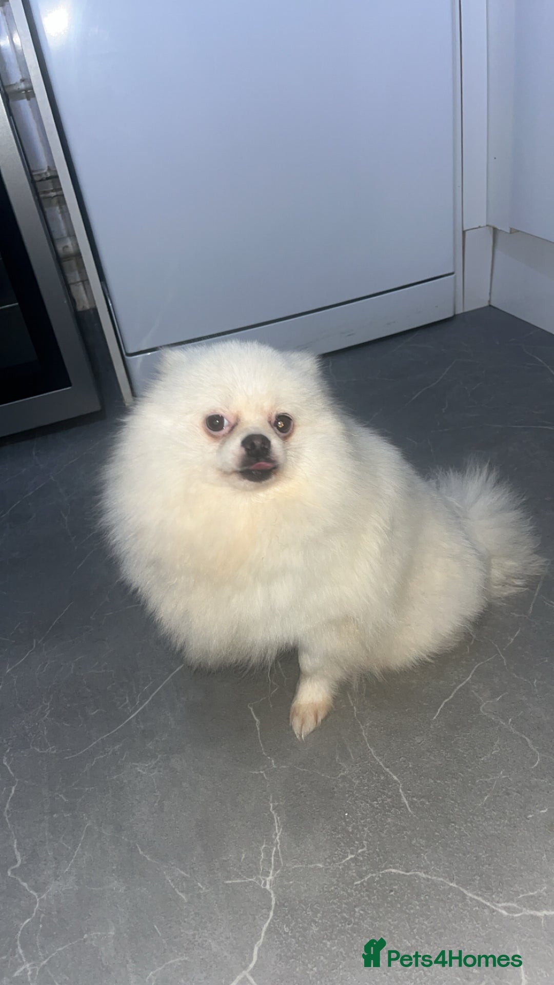 Pomeranian dogs for sale: Pomeranian  - Image 4