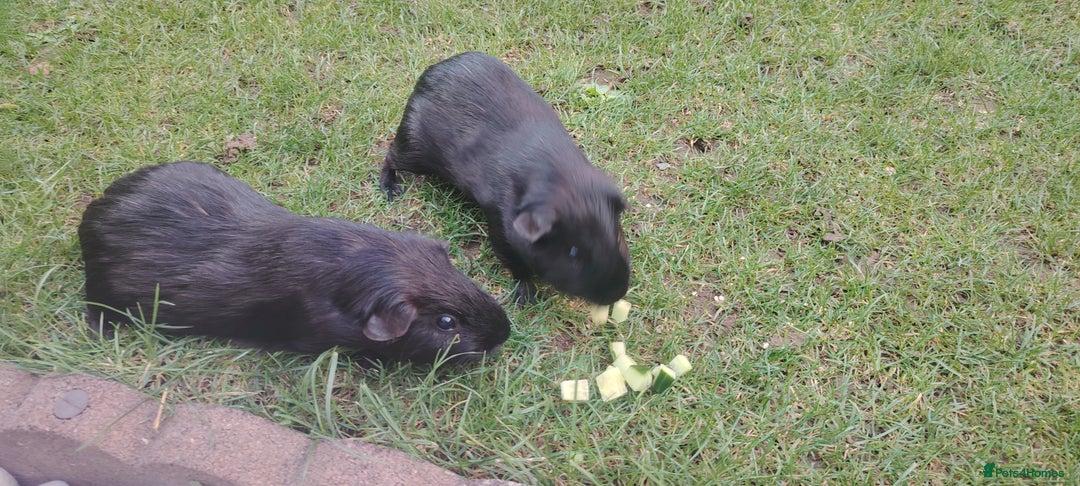Guinea Pig rodents for sale: Two male guinea pigs brothers well bonded  - Image 4