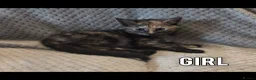 Mixed Breed cats for sale: Kittens for sale - Advert 3