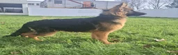 German Shepherd dogs for sale: stunning German Shepard puppies - Advert 8