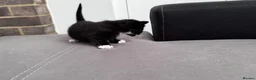 Mixed Breed cats for sale: 6 pretty little angel  in Northampton - Advert 21