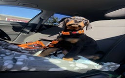 Dobermann dogs for sale: 13 week old Doberman - Image 4