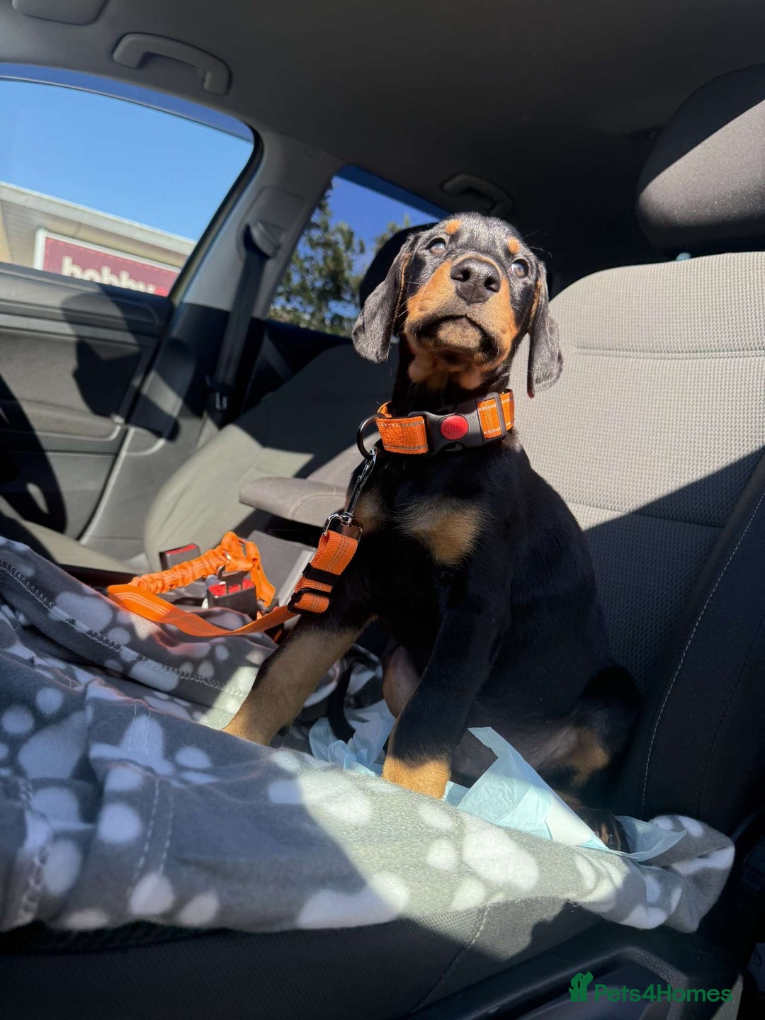 Dobermann dogs for sale: 13 week old Doberman - Image 4