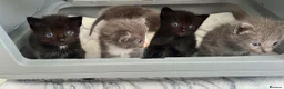 Ragdoll cats for sale: 1 Already reserved Fluffy Ragdoll Cross Kittens  - Advert 9