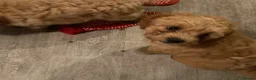 Cavapoo dogs for sale: Absolutely gorgeous Cavapoo puppies  in Umberleigh - Advert 6