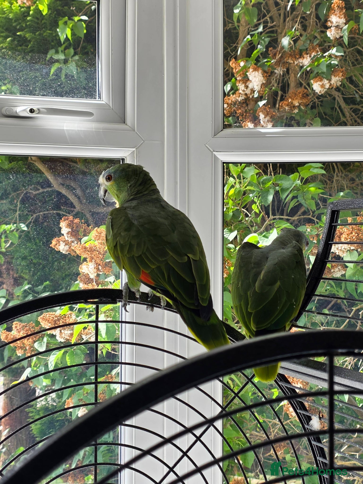 Parrots birds for sale: Amazon Parrots (Blue Fronted Male / Orange Wing) in Altrincham - Advert 4