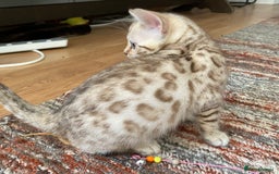 Bengal cats for sale: Bengal kittens - Image 16